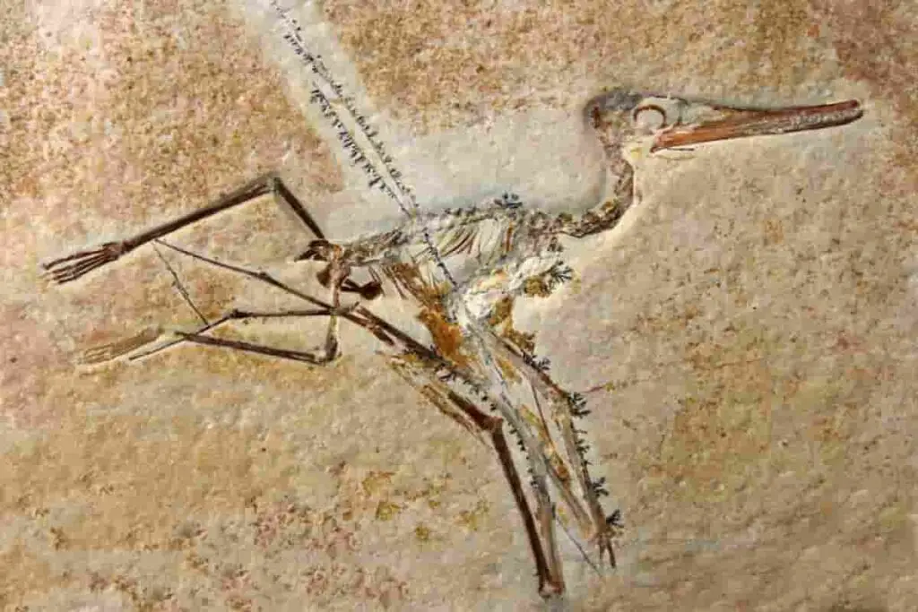 pterodactyl teeth can be seen in fossil skeletons - AdventureDinosaurs