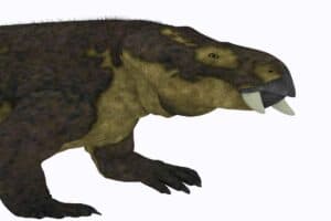 Placerias Dinosaur - one of the most common dinosaurs from the Triassic - AdventureDinosaurs