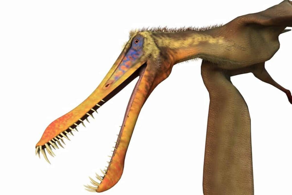 prehistoric bird with teeth