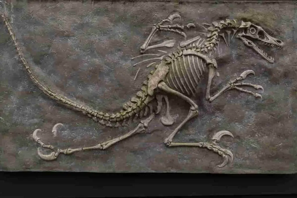 radiocarbon dating to determine age of fossils - Adventuredinosaurs