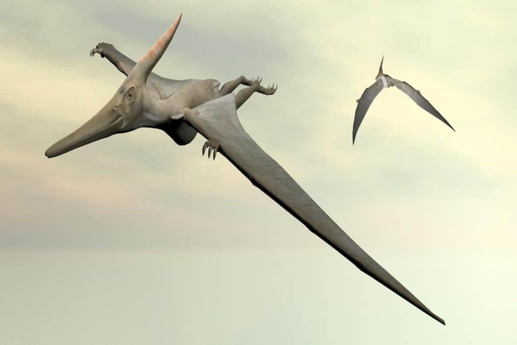 Some pPterosaur types had wide wingspan - AdventureDinosaurs