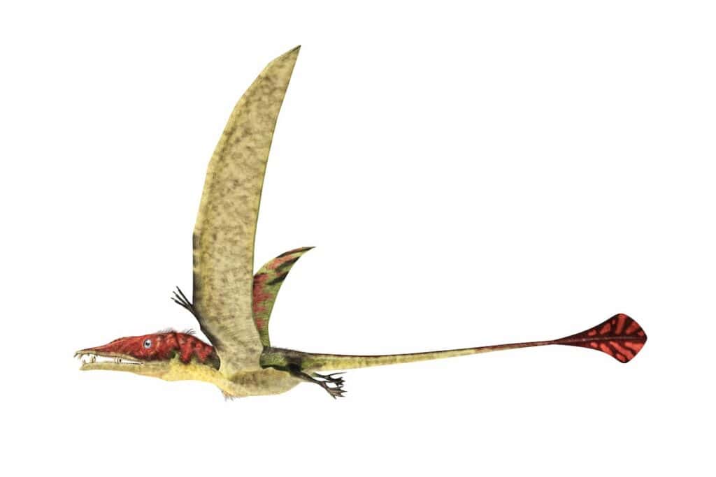 Some species of pterosaurs had tails - AdventureDinosaurs