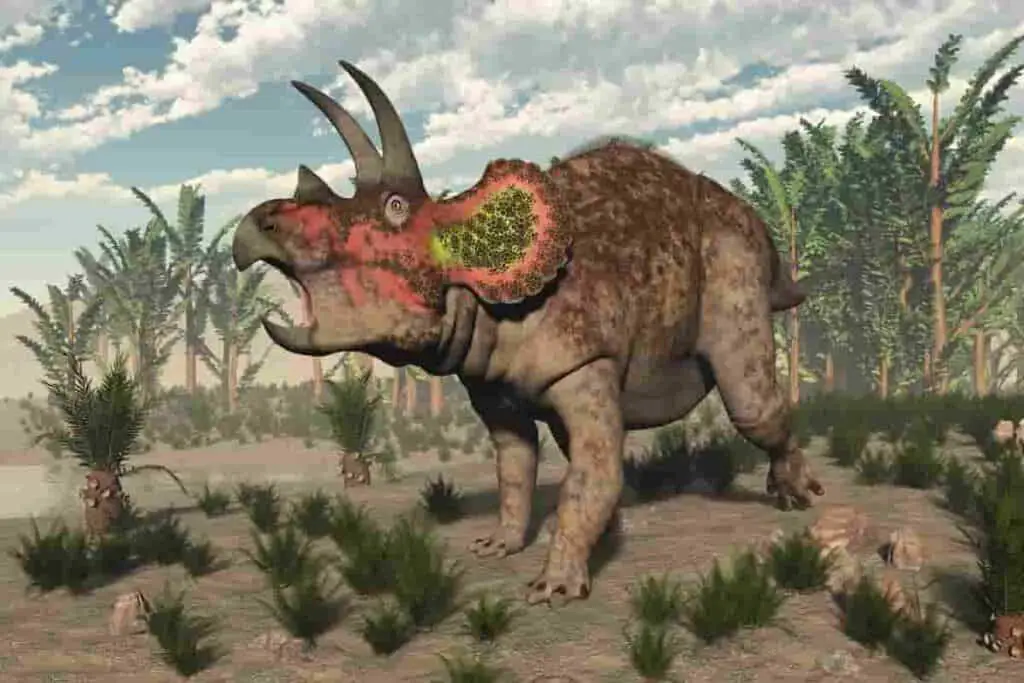 triceratops comparisons