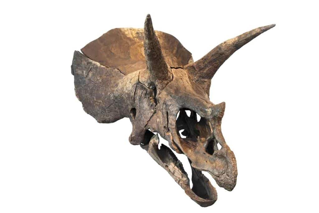 triceratops skull was large especially the horns and frill