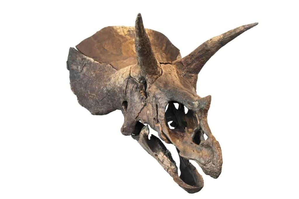 How Big Was A Triceratops? Mind-blowing Size Of Cretaceous Beast!