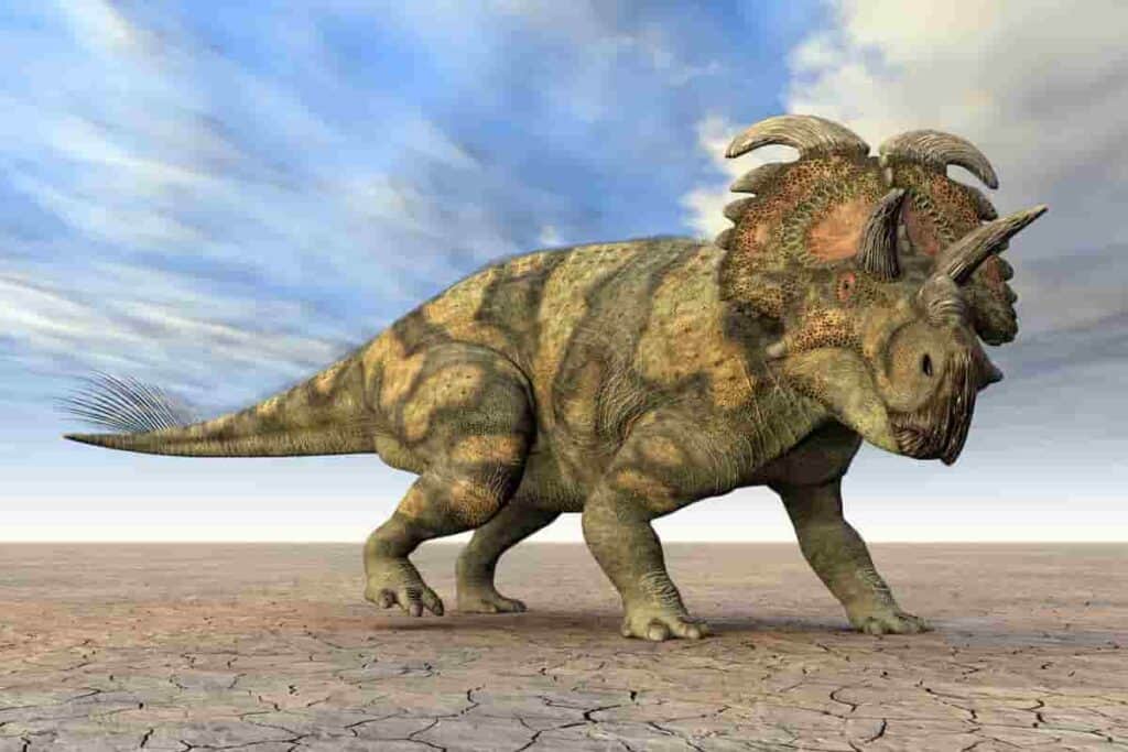Triceratops are know for their horns and frill