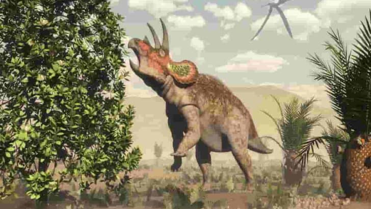 What Does A Triceratops Eat? Surprising Triceratops Facts, Fossils, Plants