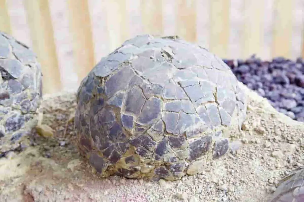 A single bluish color dinosaur egg, 2023's Price Tag How Much Would A Real Dinosaur Egg Worth Now, value dinosaur egg, dinosaur egg cost, price of dinosaur egg, value fossilized dinosaur egg
