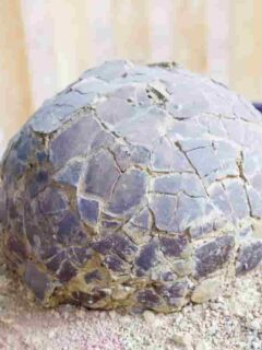 how much would a real dinosaur egg be worth in 2022