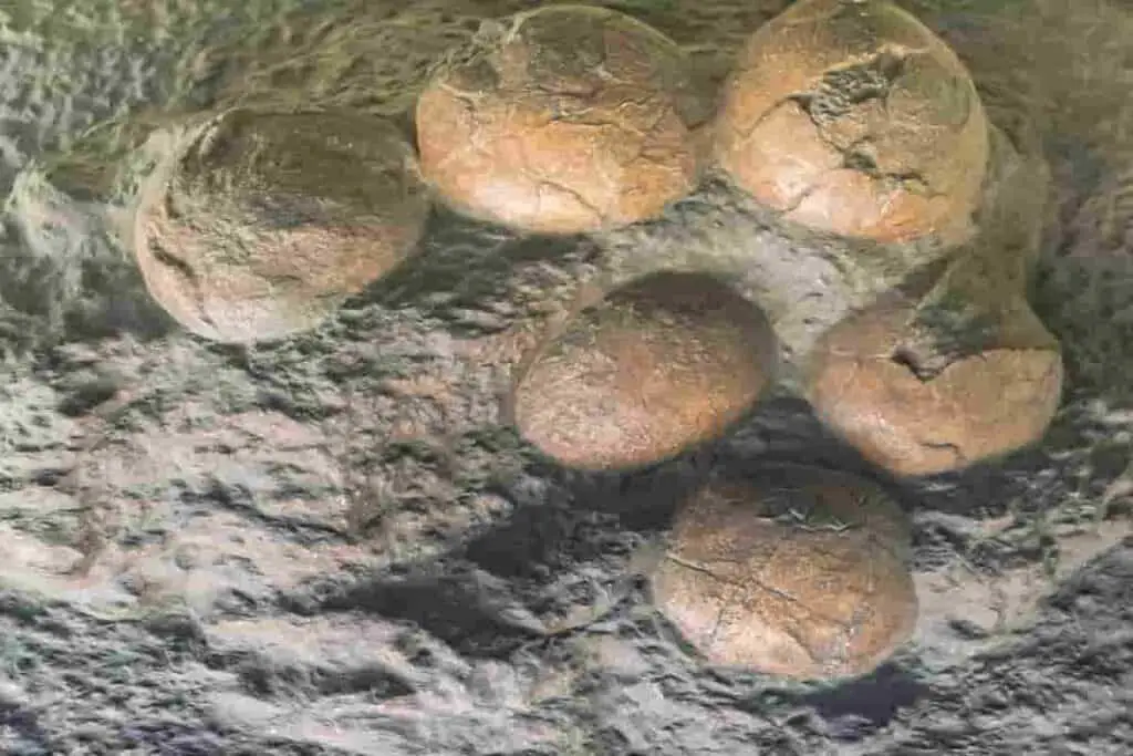 dinosaur eggs in a nest that are reddish brown, dinosaur eggs with sauropod hatchling babies, How Much Would A Real Dinosaur Egg Be Worth? Surprising 2024 Prices