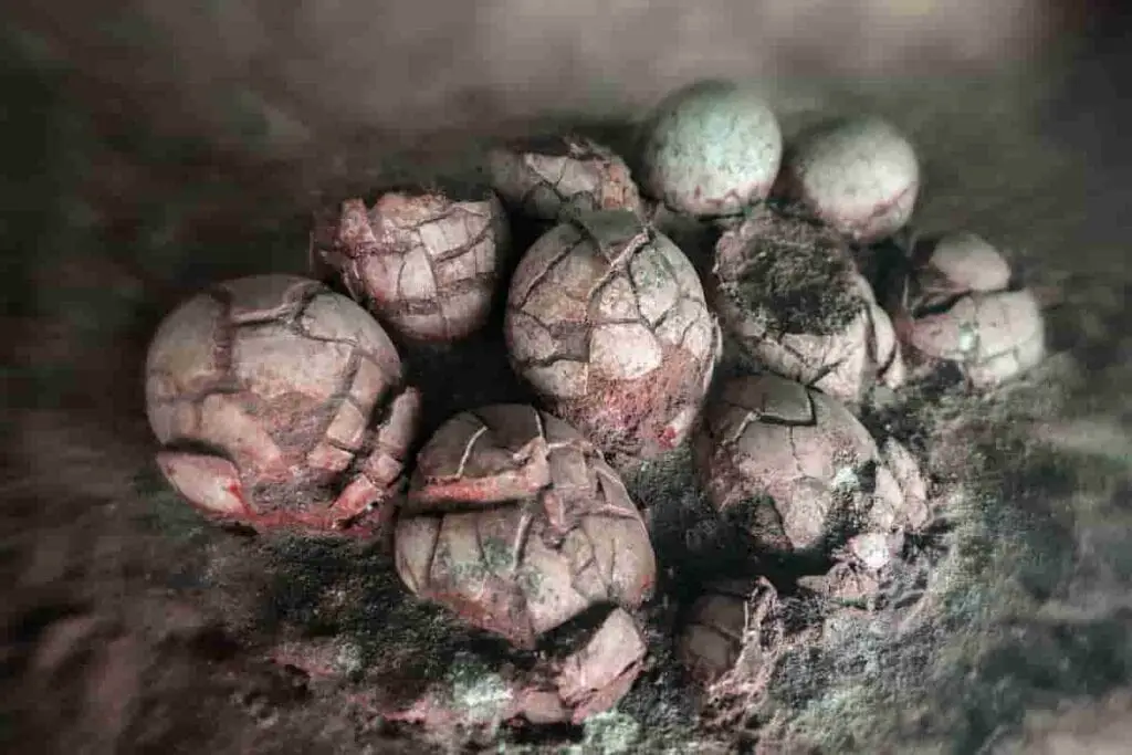 multiple dinosaur eggs in a nest cracks showing on most of them and they are reddish in color, 2023's Price Tag How Much Would A Real Dinosaur Egg Worth Now, value dinosaur egg, dinosaur egg cost, price of dinosaur egg, value fossilized dinosaur egg, real dinosaur eggs, dinosaur eggs in a nest