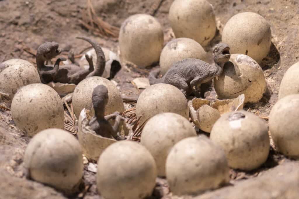 Diving into Prehistory The [Surprising] Discovery of Real Dinosaur Eggs in China