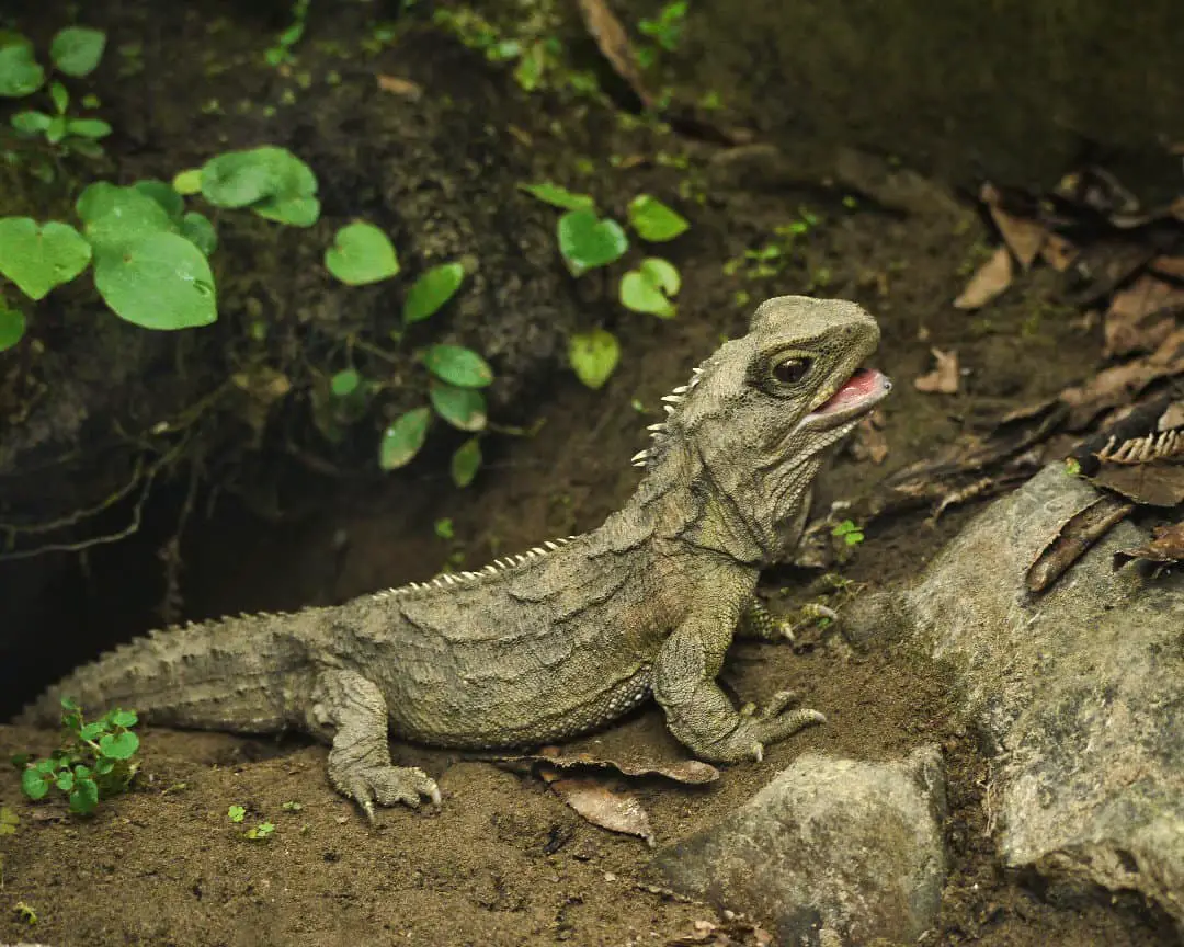 full-length photo of a tuatara. 9 Closest Living Things To Dinosaurs [Not Only Birds] Plus Comparisons of Living Animals Relatives