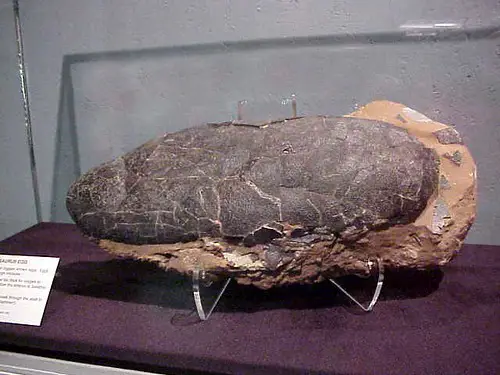elongated brownish gray fossilized dinosaur egg, How Much Would A Real Dinosaur Egg Be Worth? Surprising 2024 Prices