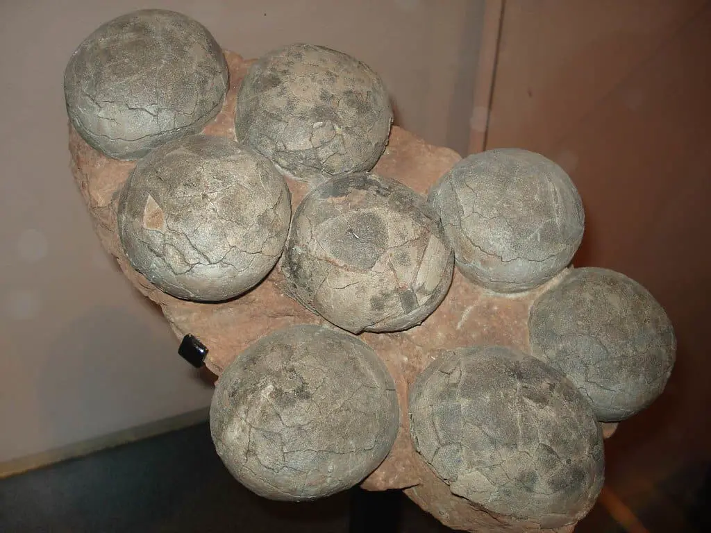 What Are Dinosaur Fossil Eggs? Surprising Trace Fossils of Dinosaurs