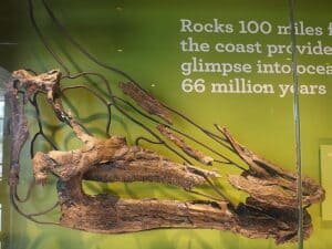 What dinosaurs lived in California?