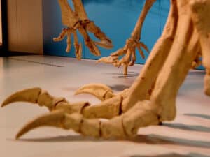 What Are Dinosaurs Feet Called? Bipedal Dinosaurs [Theropods, Sauropods And Dinosaur Footprints]