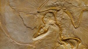 exceptionally well preserved dinosaur fossils, What Are the Best Preserved Dinosaurs Ever Found?
