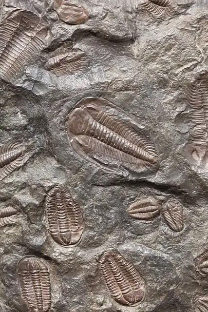 paleontology movie vimeo