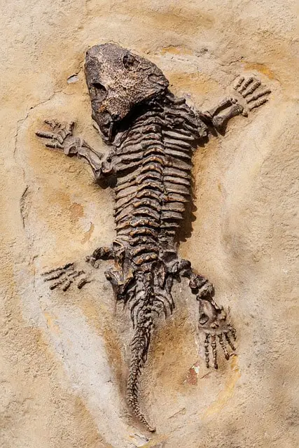 paleontology jobs in australia