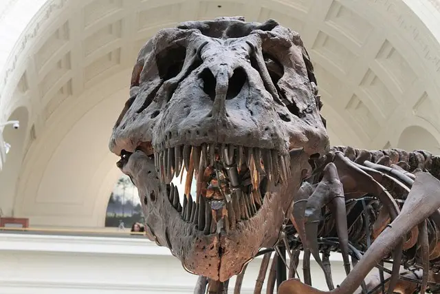 Which Carnivorous Dinosaurs Had the Strongest Bite? 2 dinosaurs with horns on head